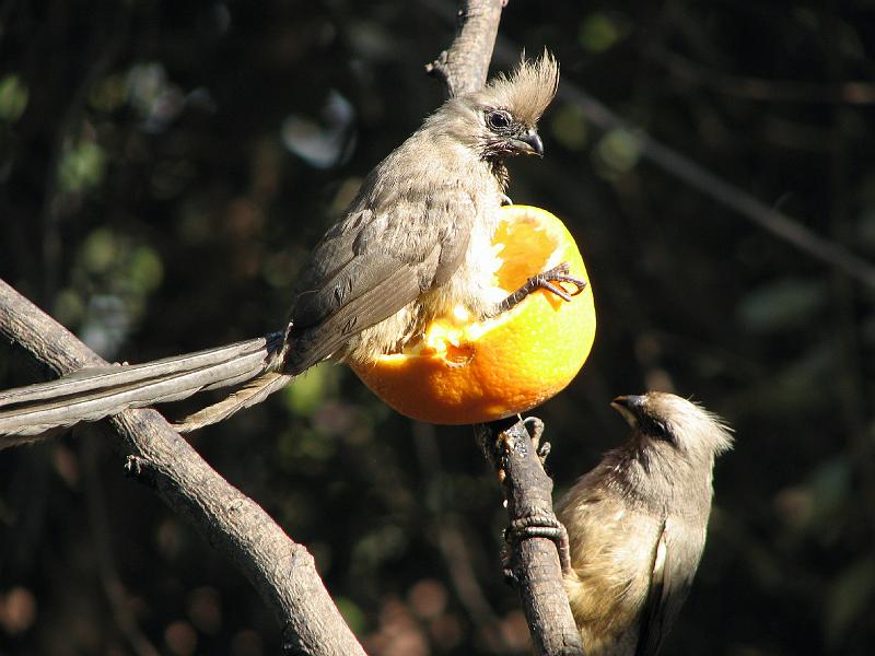 Gevlekte muisvoels gee vir my ook!.jpg - Hierdie lemoen is myne!